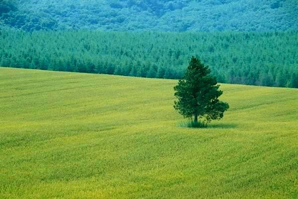 网络游戏产业战略完善：推动民族风格游戏发展